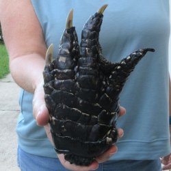 Preserved Alligator Foot 7 inches 