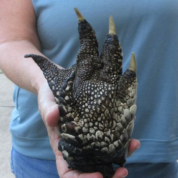 Preserved Alligator Foot 7 inches 