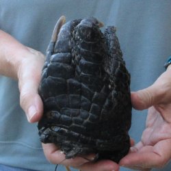 Preserved Alligator Foot 6 inches 