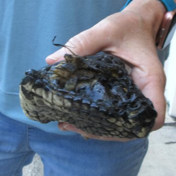 Preserved Alligator Foot 6 inches 