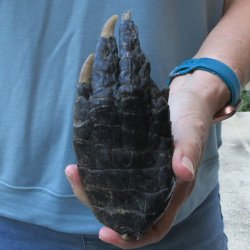 Preserved Alligator Foot 6-1/4 inches 
