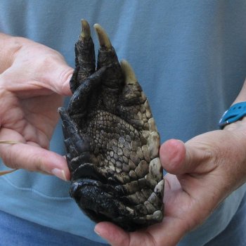Preserved Alligator Foot 6-1/4 inches 