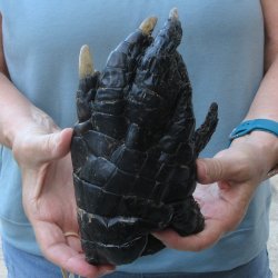 Preserved Alligator...