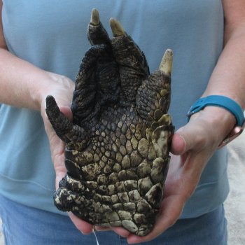 Preserved Alligator Foot 7-1/2 inches 