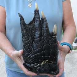 Preserved Alligator...