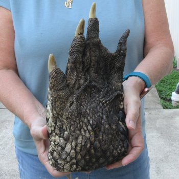 Preserved Alligator Foot 11-1/2 inches 