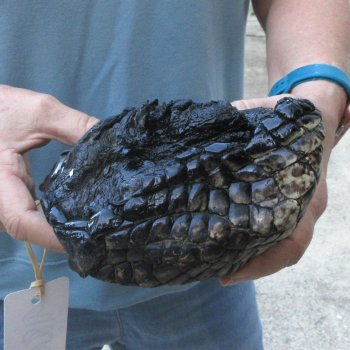 Preserved Alligator Foot 11-1/2 inches 