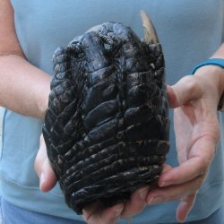 Preserved Alligator...