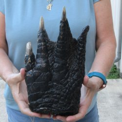 Preserved Alligator...