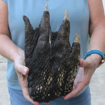 Preserved Alligator Foot 10-1/2 inches 
