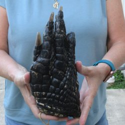 Preserved Alligator...