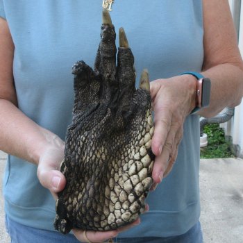 Preserved Alligator Foot 10 inches 