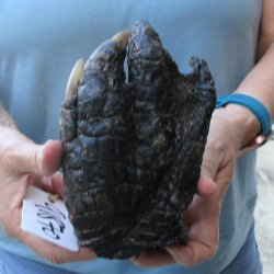 Preserved Alligator...