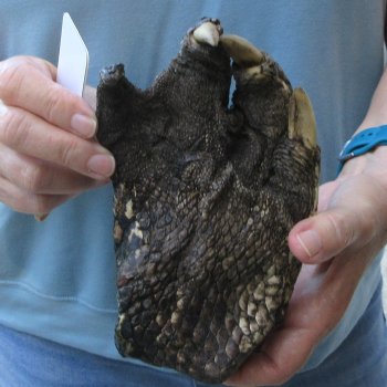 Preserved Alligator Foot 6-1/2 inches 
