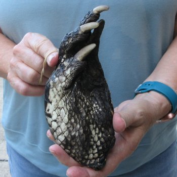 Preserved Alligator Foot 7 inches 