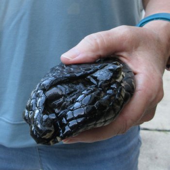 Preserved Alligator Foot 7 inches 