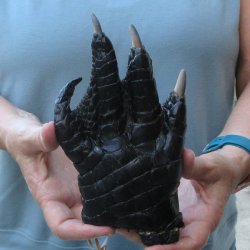 Preserved Alligator...