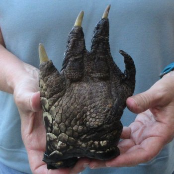 Preserved Alligator Foot 7 inches 