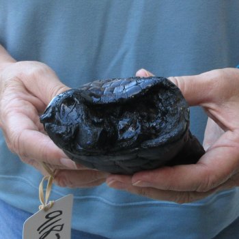 Preserved Alligator Foot 7 inches 