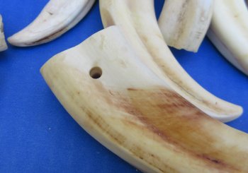 Bulk Authentic African Warthog Tusks & Ivory (2 lbs) - $90