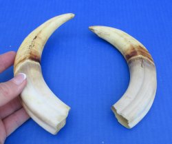 Genuine African Warthog Tusks (Matching Pair, 9-inch) - $60