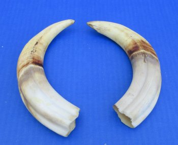 Genuine African Warthog Tusks (Matching Pair, 9-inch) - $60