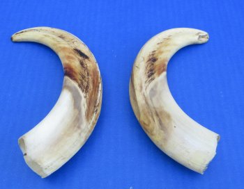 Genuine African Warthog Tusks (Matching Pair, 9-inch) - $60