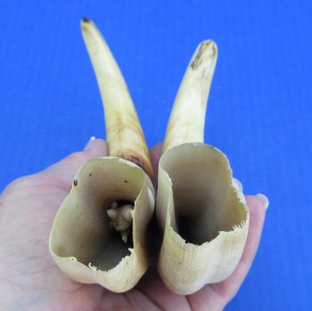 Genuine African Warthog Tusks (Matching Pair, 9-inch) - $60
