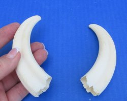 Genuine African Warthog Tusks (Matching Pair, 5-inch) - $20