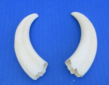 Genuine African Warthog Tusks (Matching Pair, 5-inch) - $20