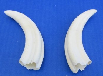 Genuine African Warthog Tusks (Matching Pair, 5-inch) - $20