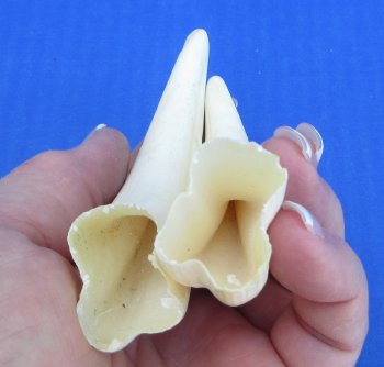 Genuine African Warthog Tusks (Matching Pair, 5-inch) - $20