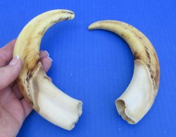 Genuine African Warthog Tusks (Matching Pair, 9-inch) - $60
