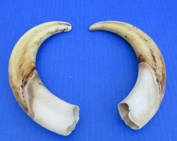Genuine African Warthog Tusks (Matching Pair, 9-inch) - $60