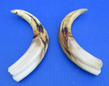 Genuine African Warthog Tusks (Matching Pair, 9-inch) - $60