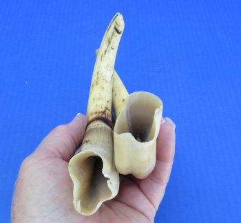 Genuine African Warthog Tusks (Matching Pair, 9-inch) - $60