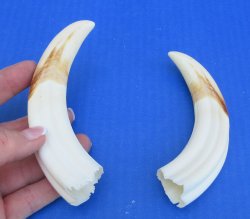 Genuine African Warthog Tusks (Matching Pair, 6-inch) - $25