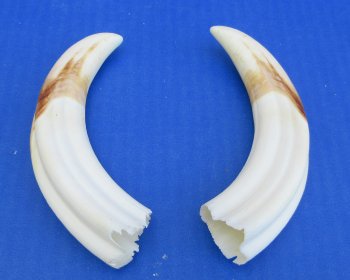 Genuine African Warthog Tusks (Matching Pair, 6-inch) - $25