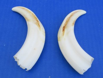 Genuine African Warthog Tusks (Matching Pair, 6-inch) - $25