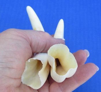 Genuine African Warthog Tusks (Matching Pair, 6-inch) - $25