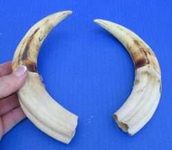 Genuine African Warthog Tusks (Matching Pair, 9-inch) - $60