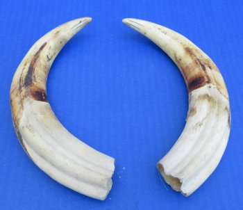 Genuine African Warthog Tusks (Matching Pair, 9-inch) - $60