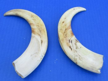 Genuine African Warthog Tusks (Matching Pair, 9-inch) - $60
