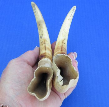 Genuine African Warthog Tusks (Matching Pair, 9-inch) - $60