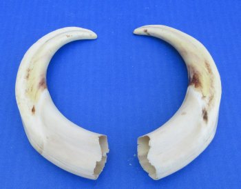 Genuine African Warthog Tusks (Matching Pair, 8-inch) - $47