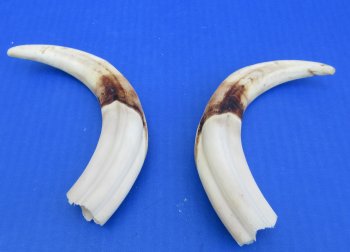 Genuine African Warthog Tusks (Matching Pair, 8-inch) - $47