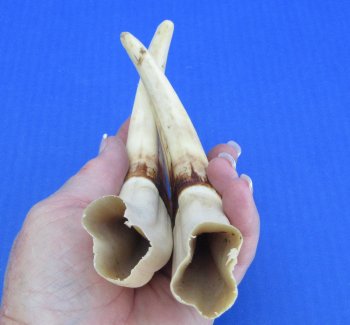 Genuine African Warthog Tusks (Matching Pair, 8-inch) - $47