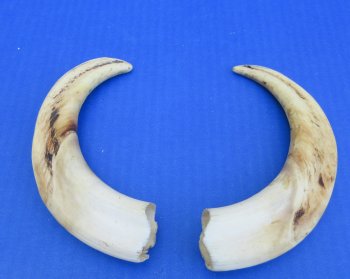 Genuine African Warthog Tusks (Matching Pair, 8-inch) - $47