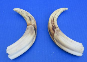 Genuine African Warthog Tusks (Matching Pair, 8-inch) - $47