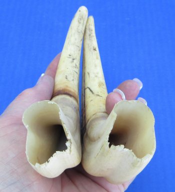Genuine African Warthog Tusks (Matching Pair, 8-inch) - $47